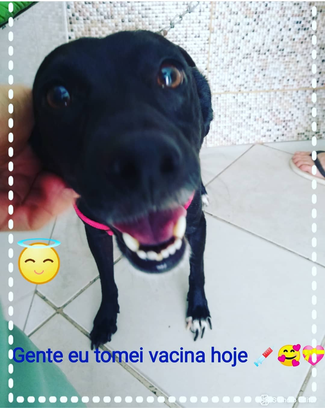 Galeria