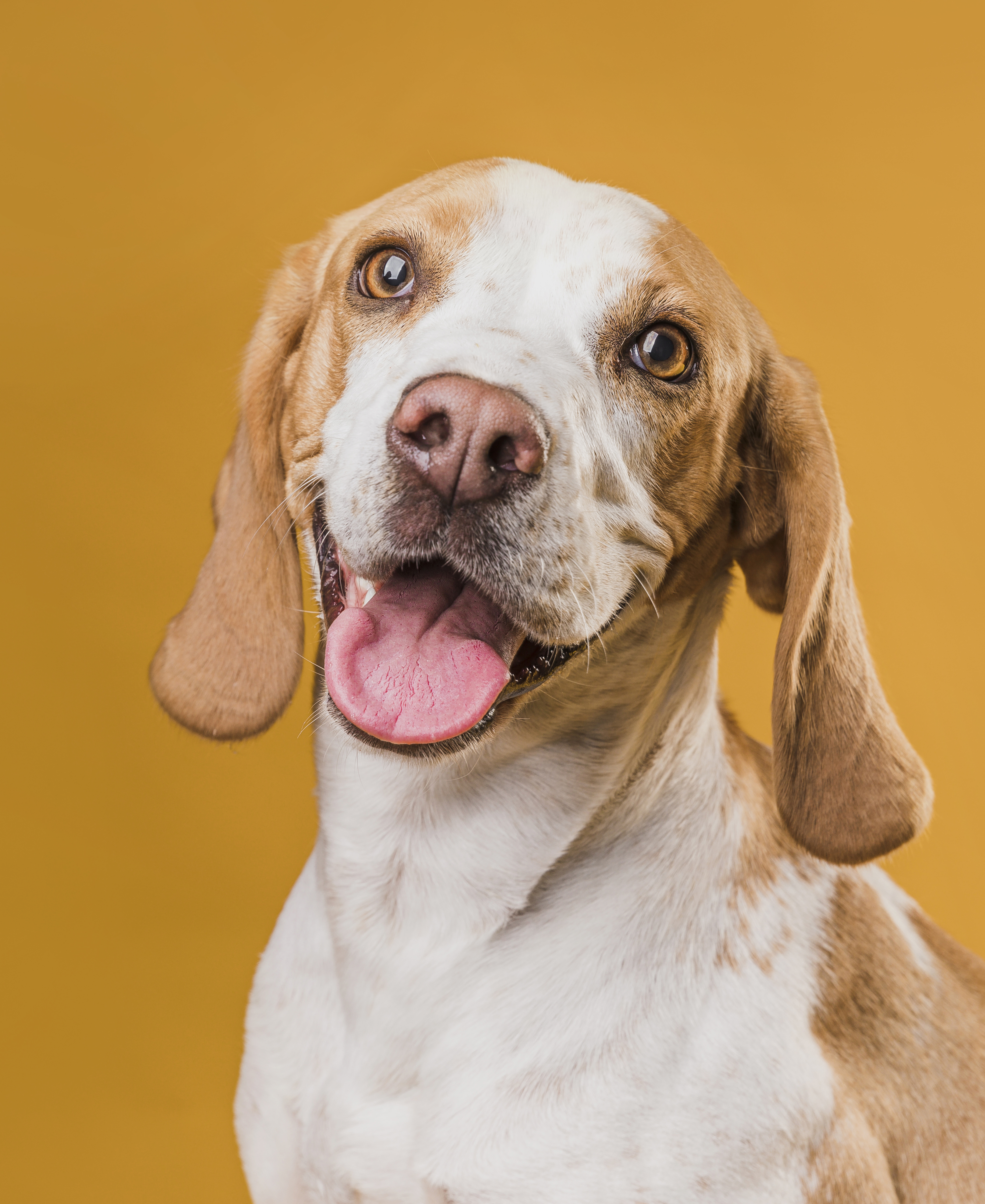 Pet feliz cuidado pela Vital Vet